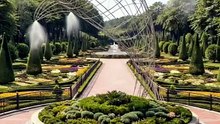 Shark Topiary Design Transformation #gardening #gardeningtips #topiary #topiarygarden