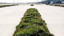 Building a GIANT Helicopter Topiary at Airport 🚁🌿#gardening #gardeningtips #topiary #topiarygarden