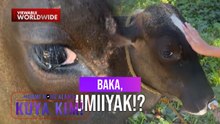 Baka, hindi napigilang umiyak matapos ibenta ng kanyang amo! | Dami Mong Alam, Kuya Kim!