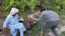 Punjabi mahol