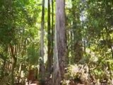 Walking in the Henry Cowell Redwoods Forest