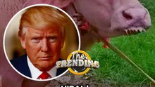 Viral! Ada Kerbau Albino di Bangladesh Mirip Donald Trump