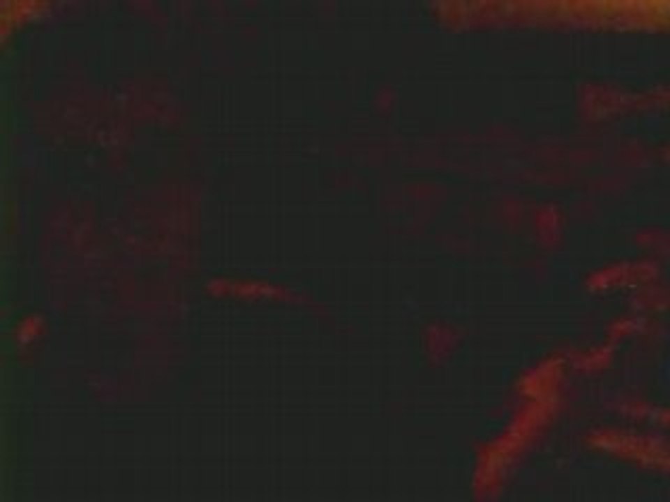 bluse guitare + jeux interdits