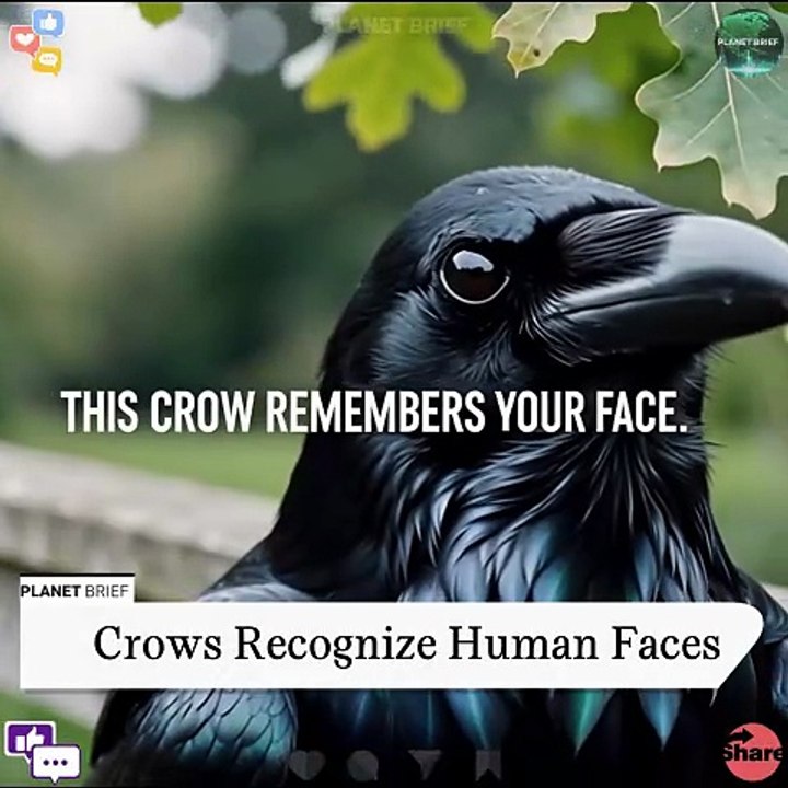 Scientists Revealed that Crows remember your face & they know if you're a threat