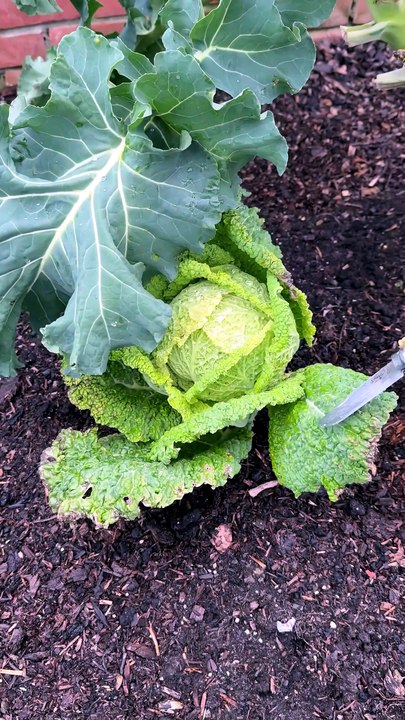 Des légumes d'hiver de qualité variable et d'un excellent rapport qualité-prix !