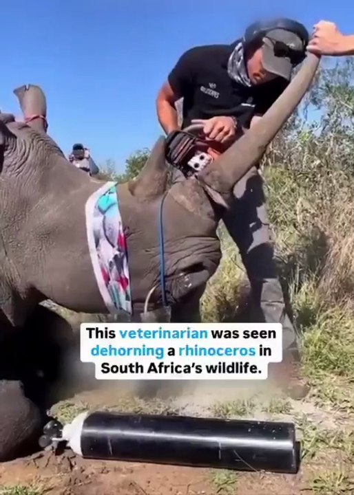 Why Dehorning Rhinos Is Saving Them From Poachers | Wildlife Protection Documentary