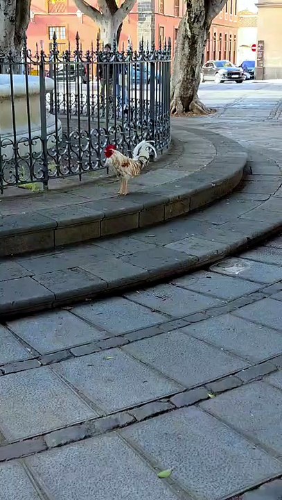 Buscan al hombre que azuzó a su perro para que atacara al famoso gallo de La Laguna