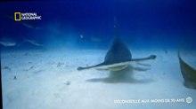 Requin vs dauphins documentaire animalier