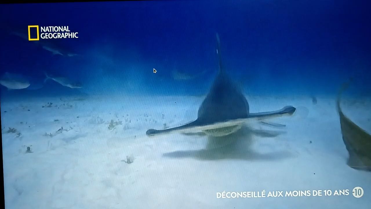 Requin vs dauphins documentaire animalier