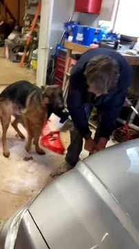 German shepherd funny #short video #German shepherd -puppy #German shepherd dog #german shepherds original
