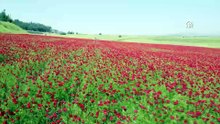 AA-20260516-41399671-41399670-GAZIANTEP_ISLAHIYE_OVASINDA_GELINCIK_TARLALARI_GORSEL_SOLEN_SUNUYOR