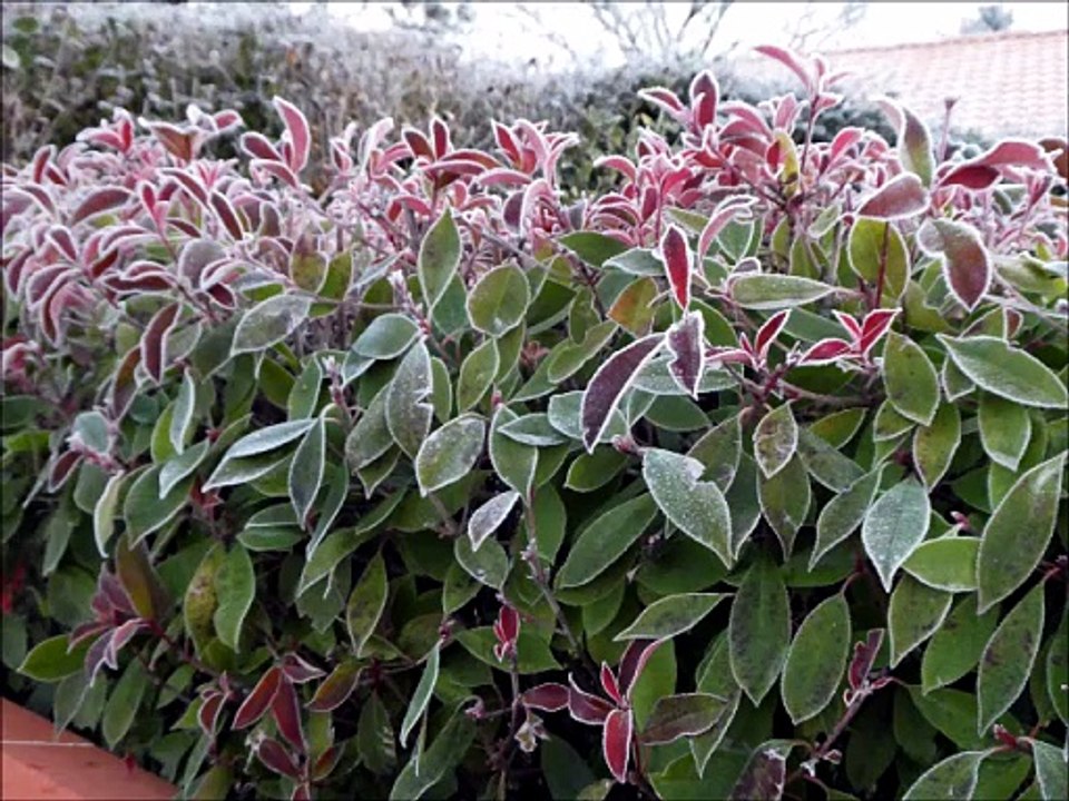 Plantes