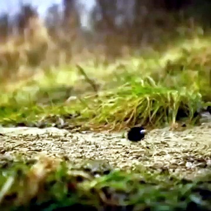 Poor Spider Tried Hard | Funny Animated Short F...