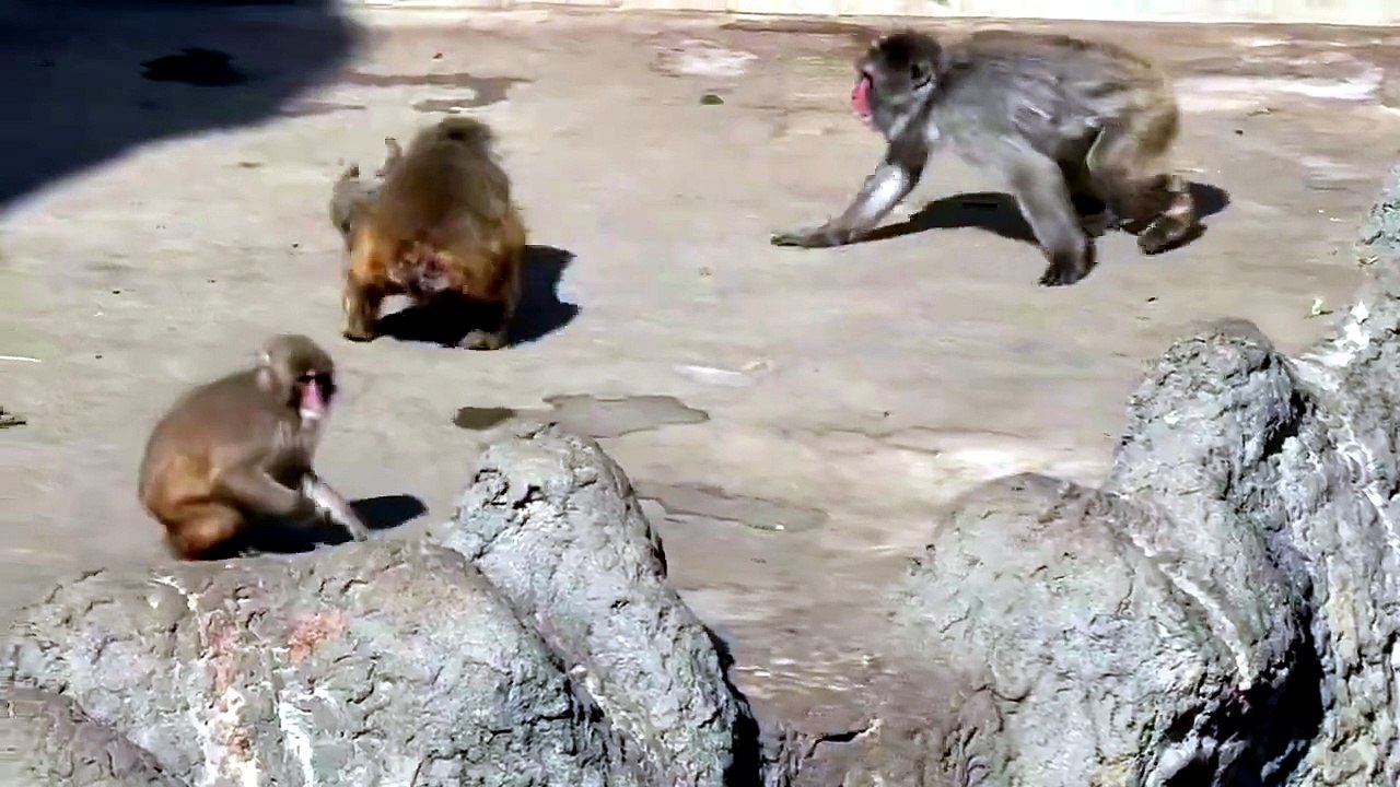REGARDEZ : 💔 Scène déchirante : Punch, petit singe martyrisé, court se réfugier dans les bras de sa maman poupée