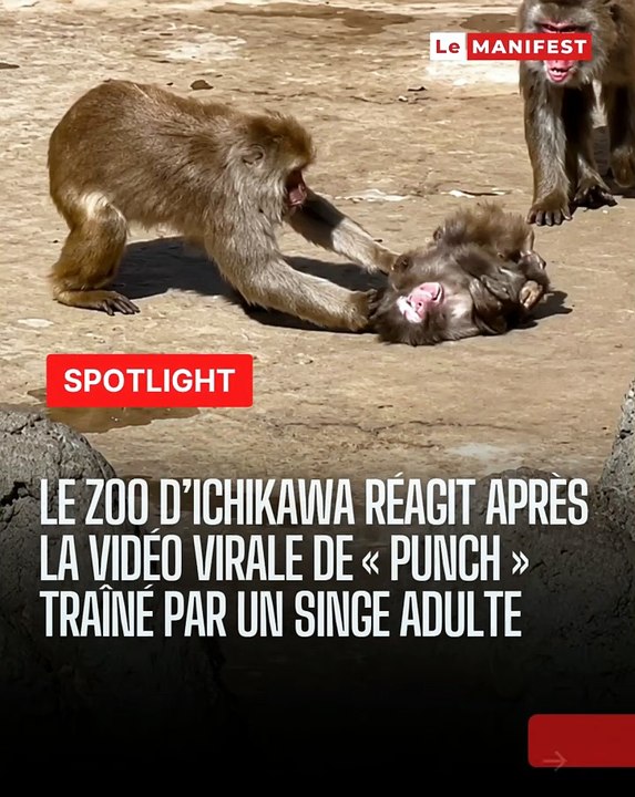 Macque Punch : L'histoire bouleversante du jeune singe japonais qui émeut le monde entier après une scène choc au zoo