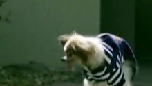 😢🐾 Lazare, un perro de raza épagneul papillón considerado como uno de los más longevos del mundo, fall3ció en Villy-le-Pelloux, Francia, a los 30 años. Su dueña confirmó la noticia en redes.