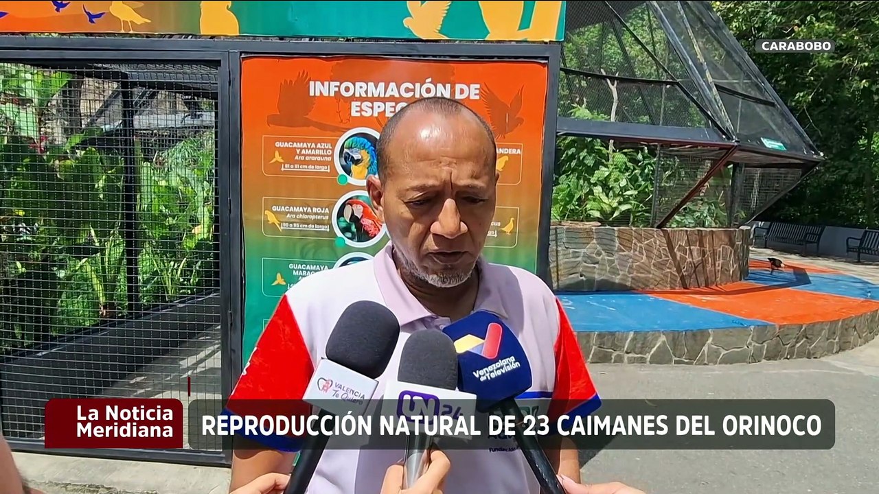 Ministerio del Ambiente y ZOO Aquarium de Valencia buscan salvar la especie del caimán del Orinoco