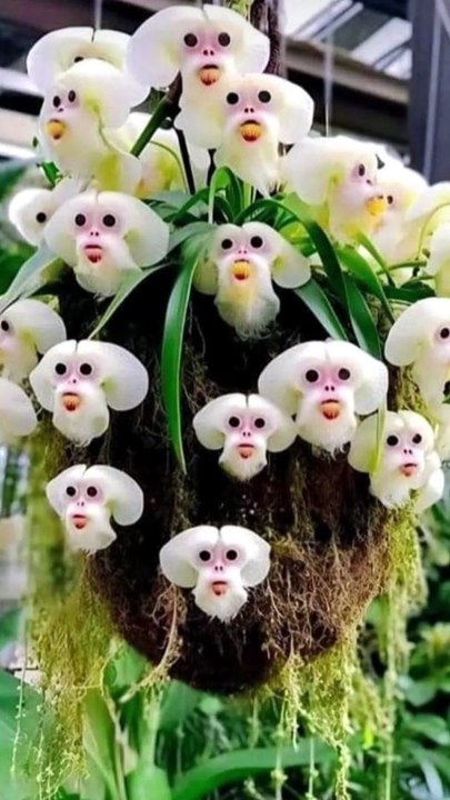 This Orchid Looks Like a Monkey?