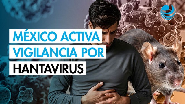 México activa vigilancia por hantavirus: cronología del brote que mantiene en alerta a la OMS