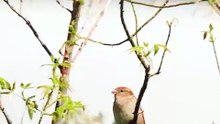 Hidden Hero