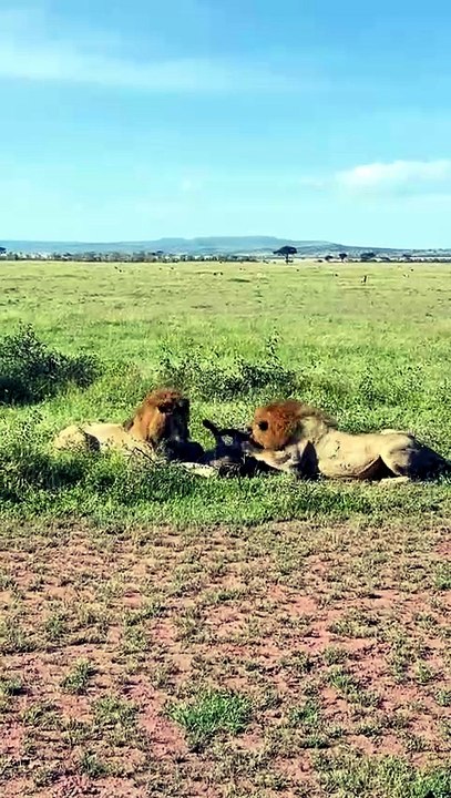 🔥2 brother lions take down a hyena 🔥 #nature #wildlife #hunting #animals #hunterxhunter
