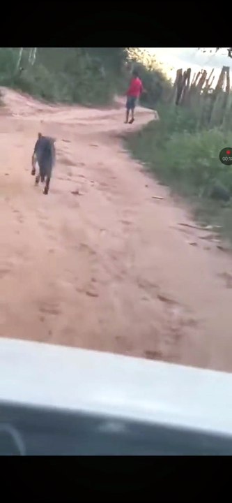 Crab eating fox attack dog and boy in northeast Brazil 🇧🇷 🔥 #animals #fox #got #crazy #attack