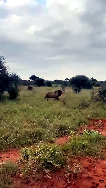 An opportunistic Lion gets an easy meal by taking advantage of 2 male Impala that were busy sparring.  Credit: Nelmarie Du Plessis 🔥