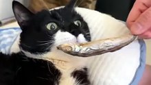 Gotta feed the beat!
