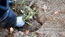 I’ve Planted 400+ Roses — Here’s the Bareroot Method That Never Fails
