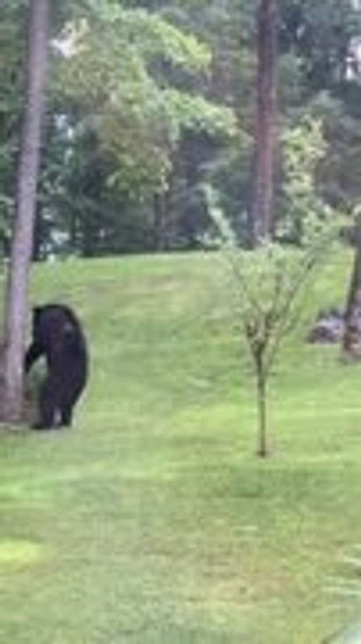 Bear Knocks Down Coyote Statue