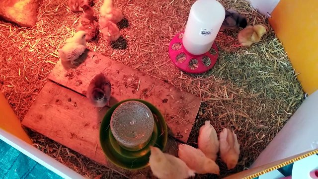 Our brooder is always a calming sight. | #SparklegleamFarm #Chicken #farm #farmanimals #cute