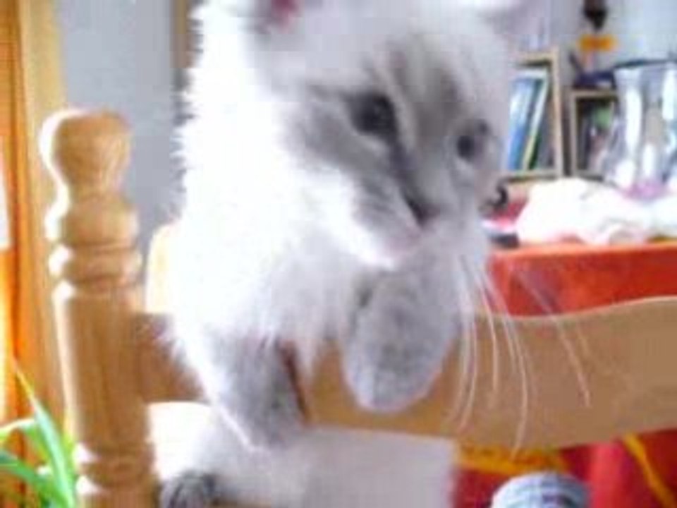 Dizzy mange la chaise