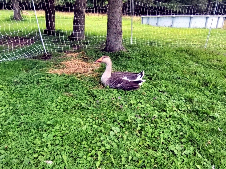 Tooey knows she's pretty without being told, thank you very much. | #SparklegleamFarm #Tooey #homestead #Lemongrab #goose #farmanimals #UNACCEPTABLE #cute