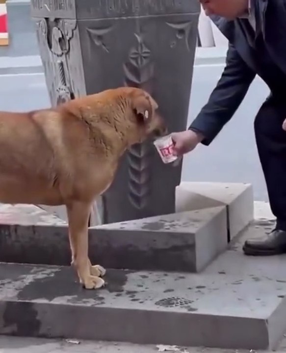 Heartwarming Moment: Elderly Man Gives Water to Thirsty Stray Dog at Yerevan’s Pulpulak Fountain