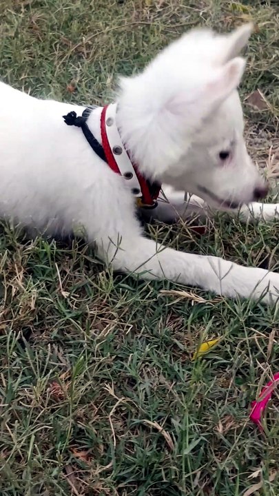 Can You Guess This Puppy's Breed? 🤔🐾 #dailymotionshorts #pet#dogs