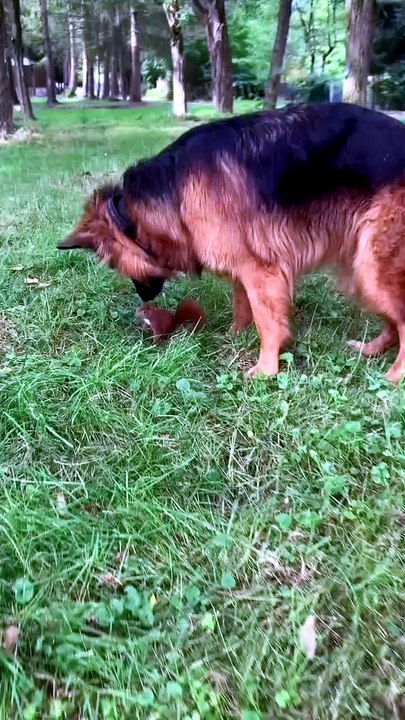 💕💕Funny German shepherd #German shepherd dog Sweet #fun #funny cute #