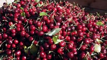 Farmers using DNA analysis techniques on soil to boost crop yields