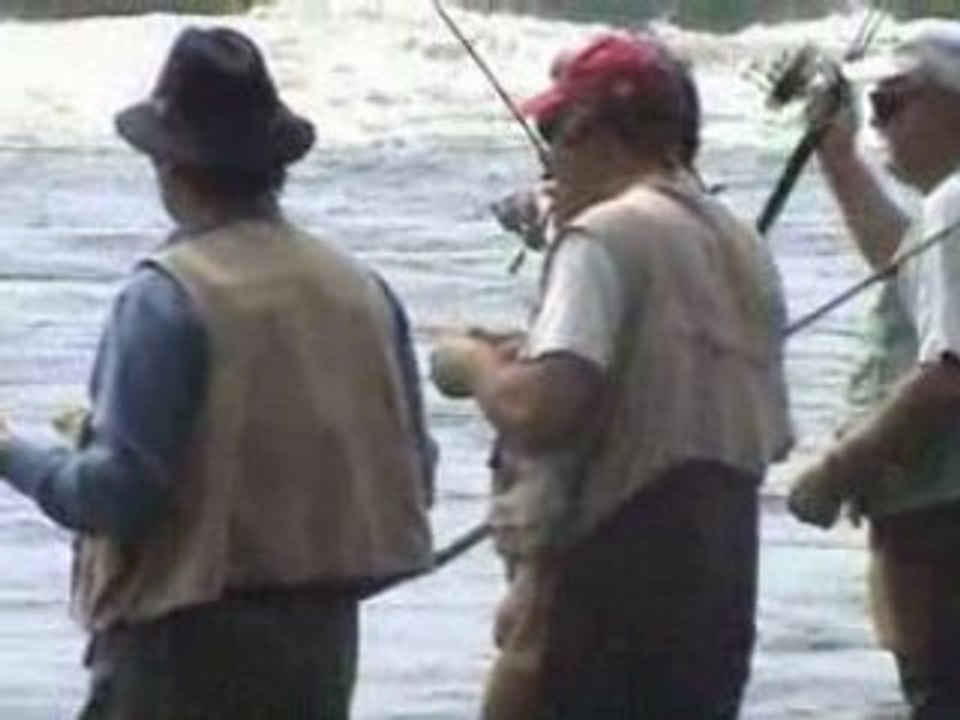 Alose de montreal, Riviere-Des-Prairies, le 14 juin 2008