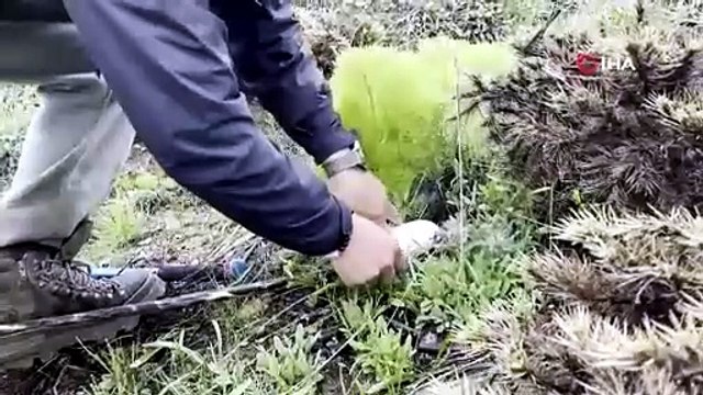 Doğada kendi kendine yetişiyor, kilosu çarşıda pazarda 2 bin TL'den satılıyor!