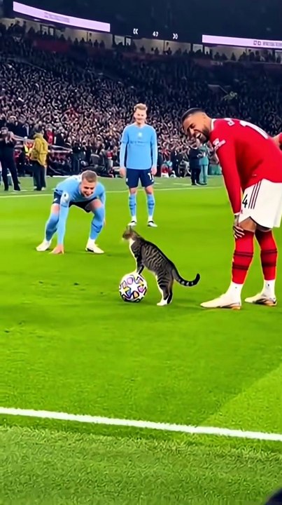 Cat in Football Ground