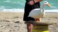 Watch the funniest viral videos online in this comedy compilation 😆
