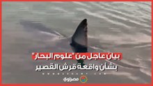 "سلوك غير علمي".. "علوم البحار" تنتقد طريقة اصطياد قرش الماكو في البحر الأحمر