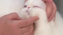 The Most Perfect Fluffy White Persian Cat Ever! | CFA Grand Champion Cat Show