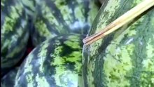 Summer ka King Fruit 🍉 | Juicy Watermelon Video