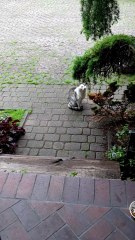 Another gorgeous little visitor came by 🐾 #cat #funnycats #catlovers