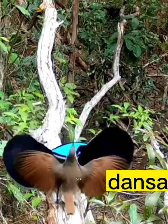 dansa dos bichos