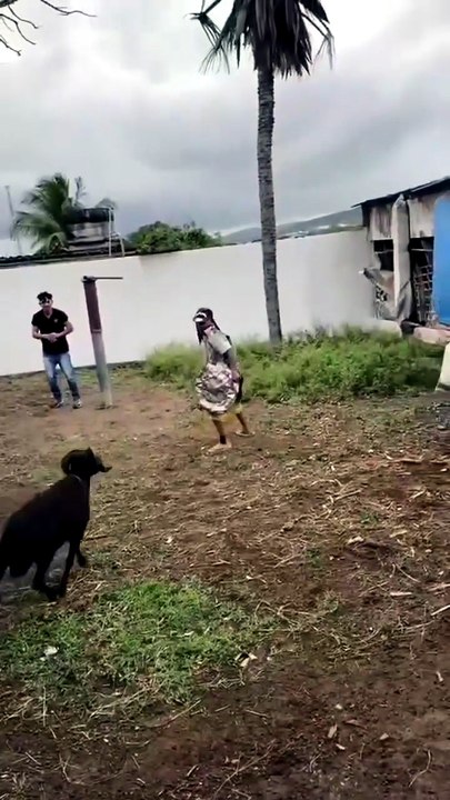 When Sheep Choose Violence: Funny Ram Attacks!