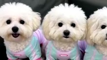 Which Paws Are These?"