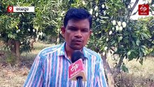 ଲଣ୍ଡନ-ଦୁବାଇ ପରେ ଇଟାଲୀ ବଜାରରେ ଏଣ୍ଟ୍ରି ମାରିବ 'ଆମ୍ରପଲ୍ଲୀ' ଆମ୍ବ, ବିଦେଶରୁ ବଢୁଛି ଓଡିଶା ଖାଦ୍ୟର କ୍ରେଜ୍