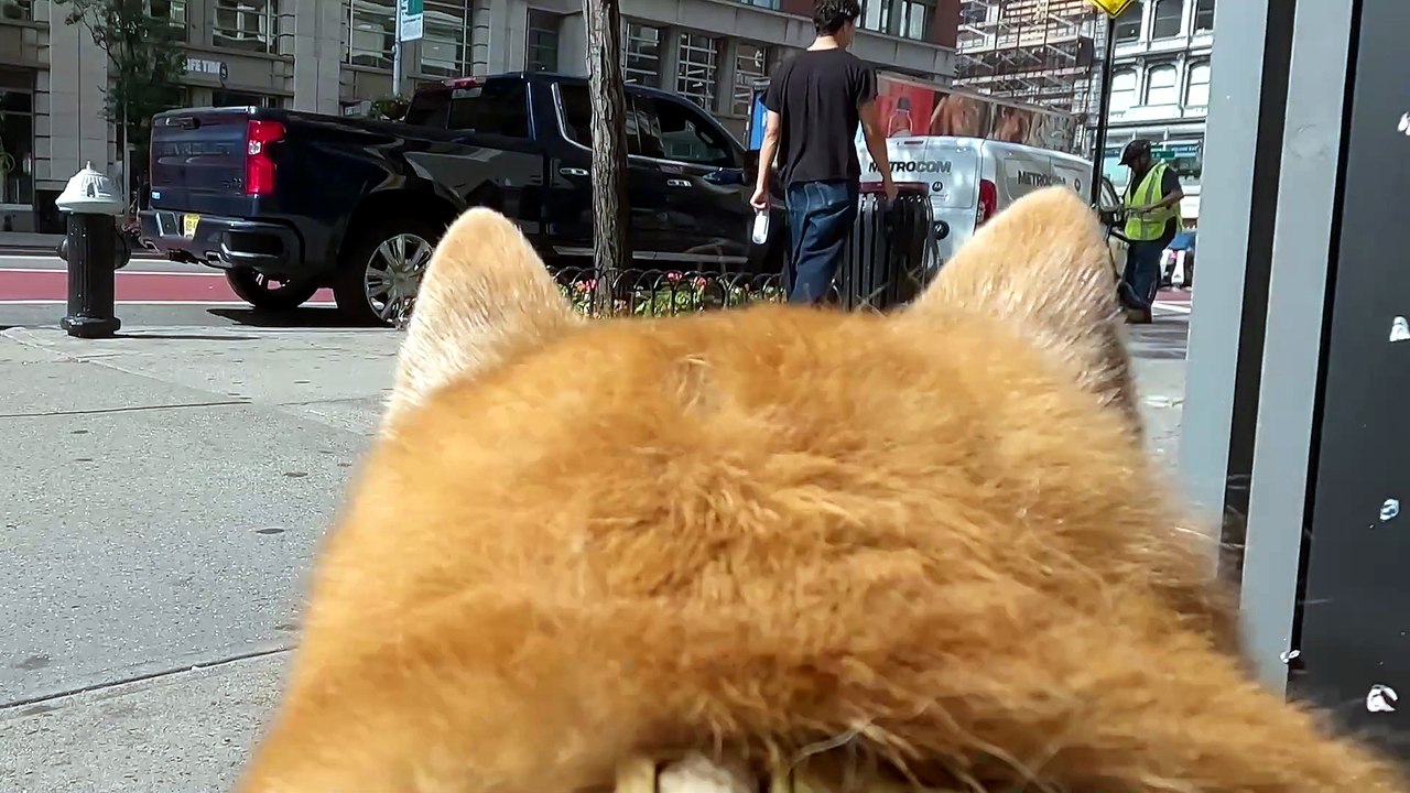 THE WORLD IS DOG (2024)